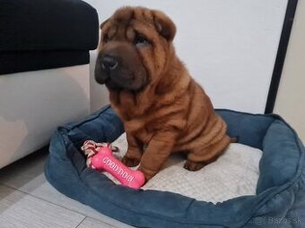 ⭐️SHAR-PEI šteniatko