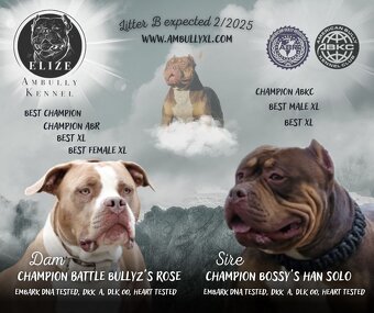 American Bully XL