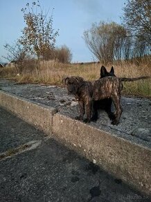 Perro de Pressa Canário  - 3 mesačný psík.