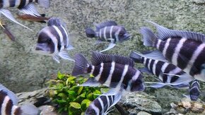 Cyphotilapia gibberosa blue zaire