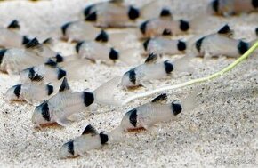 corydoras panda