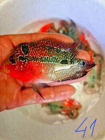 Flowerhorn Super red Dragon - 1