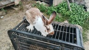 Zajace králiky - samce