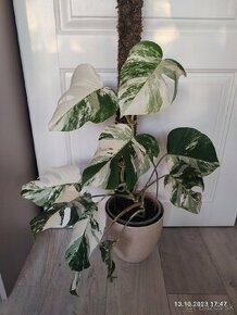 Monstera albo Variegata - odrezky aj ako darček