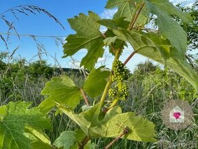 BA/RAČA - Investícia alebo pestovanie vína? Vinohrad na pred