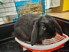 Mini lop zajačik