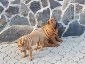 Shar-pei