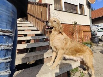 golden retriever border kólia