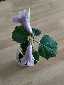 Paulownia stromčeky už kvitnúce, kontajneroch - 1