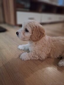 Maltipoo