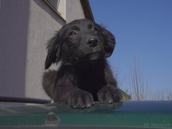 golden retriver border kólia