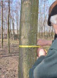 Paulownia-Agát Obelisk vlastný les za pár rokov. - 1