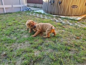 ⭐️SHAR-PEI šteniatko