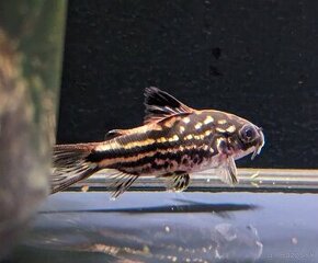 corydoras nanus