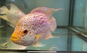 Flowerhorn samec č.7