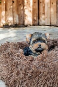 Yorkshire terrier - sučka s PP