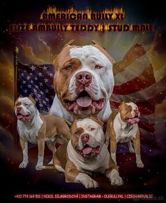 American bully xl ke krytí