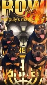 American bully pocket