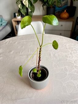 Pilea mojito, 3 rastliny v 1