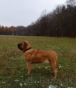 Anglický mastiff