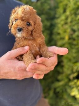 Cavapoo