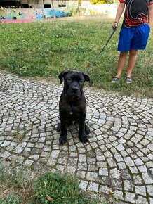 AMERICKÝ BANDOG