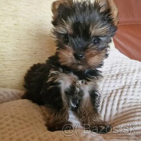 Yorkshire terrier