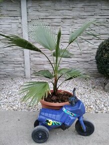 Washingtonia Robusta - rychlorastuca palma - 1