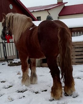 Predám vymením poliaka 900kg