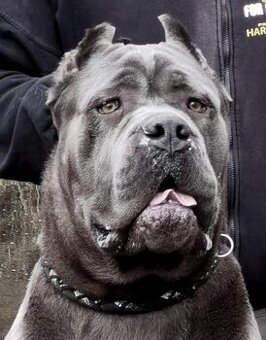 Cane Corso s PP FCI