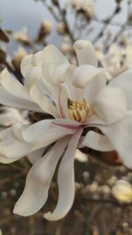 Semená magnólie hviezdokvetej (magnolia stellata) - 1