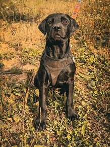 Darujem akčné šteniatko - sučka Bomba - mix labrador