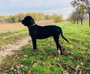 CANE CORSO štěňátka rezervace