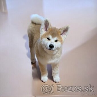 Akita Inu štěňátka s PP