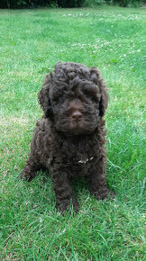 Šteniatka Lagotto Romagnolo FCI