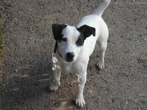 jack russel terier