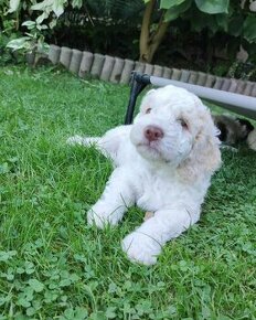 Lagotto Romagnolo s PP/Italsky vodny pes kennel FCI Poland