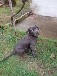 Darujem steniatko Cane corso