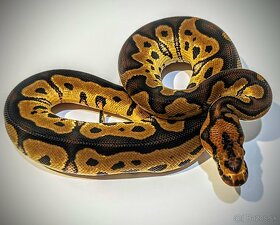 Python regius