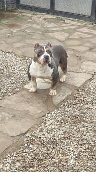 American bully