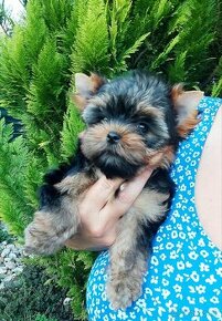 Yorkshire terrier - sučka s PP