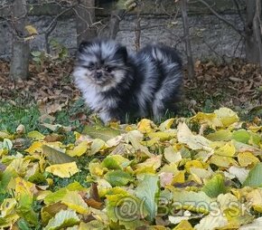 Pomeranian pomerian