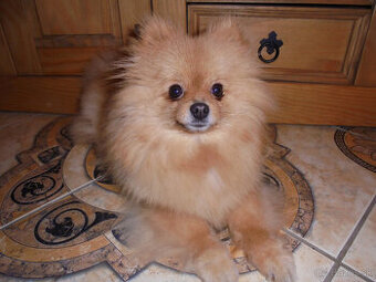 POMERANIAN