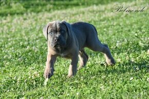 Cane Corso štěňata s FCI PP