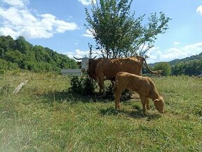 Predaj a preprava hovädzieho dobytka