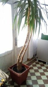 Predam izbovu rastlinu Yucca