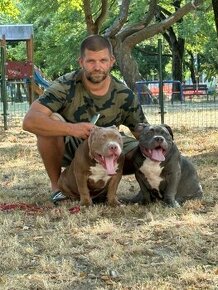 American Bully pocket