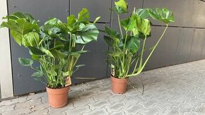 Monstera velka kus 25 e osobny odber ruzinov - 1