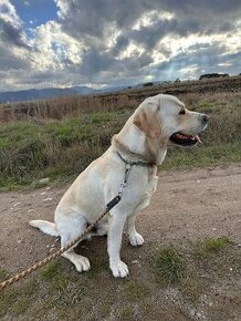 Labrador biely