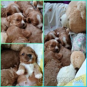 Cavapoo